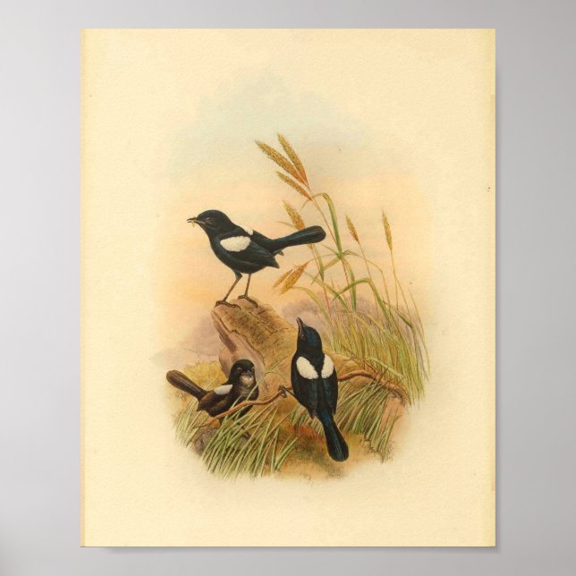 Pied Malurus Black Fairywren Bird Vintage Print (Front)