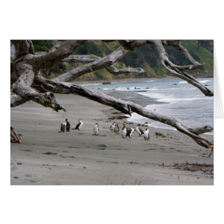 Pied Shags on the Beach