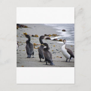Pied Shags Postcard