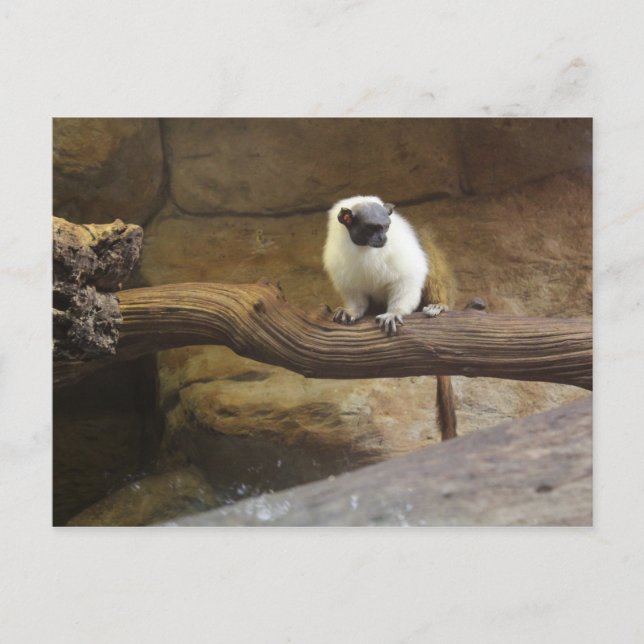 Pied Tamarin # 2 Postcard (Front)