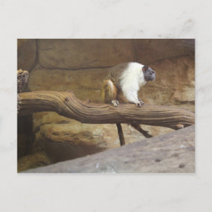 Pied Tamarin # 4 Postcard