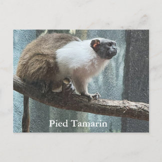 Pied Tamarin Postcard