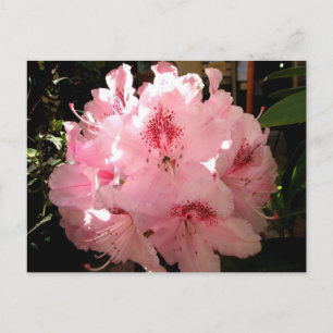 Pienza, Italy Postcard