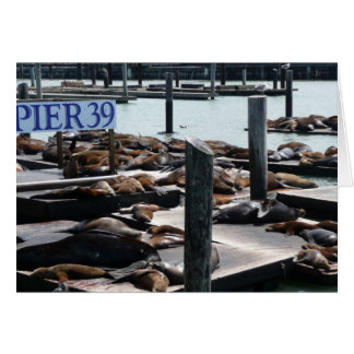 Pier 39 Sea Lions