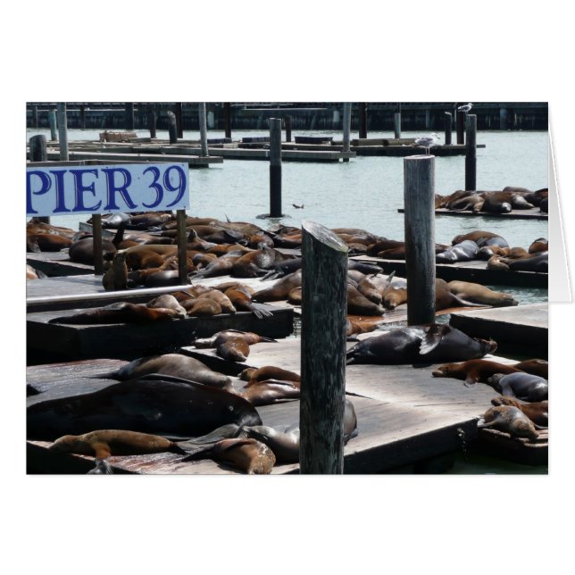 Pier 39 Sea Lions (Front Horizontal)