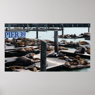 Pier 39 Sea Lions in San Francisco Poster