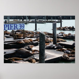 Pier 39 Sea Lions in San Francisco Poster