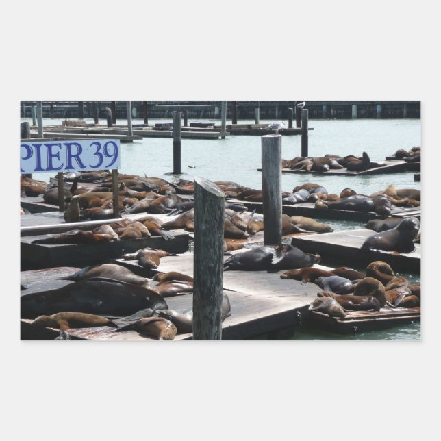 Pier 39 Sea Lions Rectangular Sticker (Front)