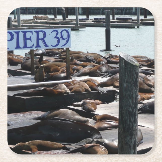 Pier 39 Sea Lions Square Paper Coaster (Front)