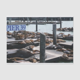 Pier 39 Sea Lions Tissue Paper