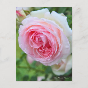 Pierre de Ronsard Postcard