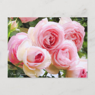 Pierre de Ronsard Postcard
