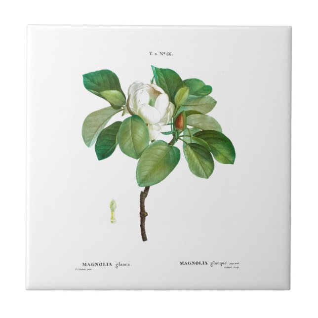 PIERRE-JOSEPH REDOUTÉ MAGNOLIA CERAMIC TILE (Front)