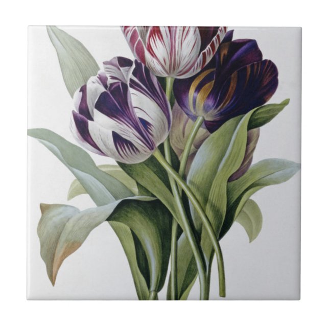 Pierre Joseph Redoute - Tulips Tile (Front)