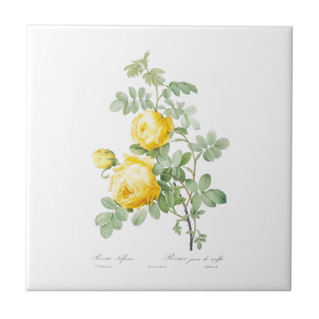PIERRE-JOSEPH REDOUTÉ "YELLOW ROSE" CERAMIC TILE (Front)