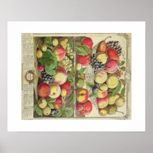 Pieter Casteels, Twelve Months of Fruits September Poster