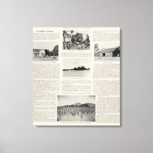 Piezzi Ranch, Harris Vineyard, California Canvas Print