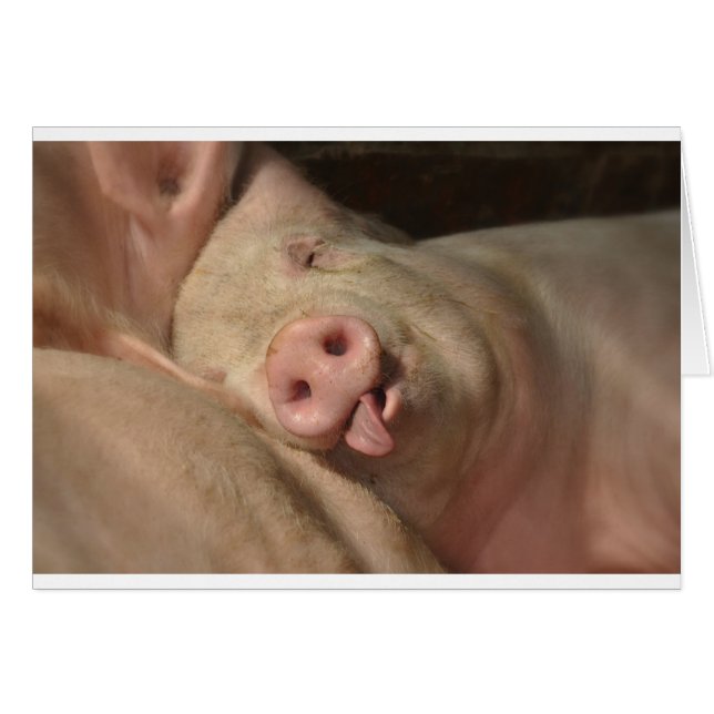 pig (Front Horizontal)