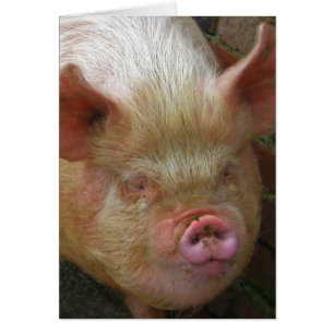 Pig