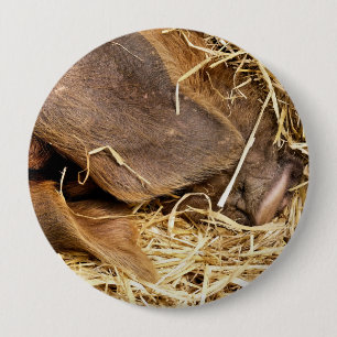 PIG 10 CM ROUND BADGE