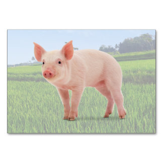 Pig ABA Tact Labelling Flashcard | Picture Card