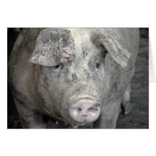 Pig All Occasions 