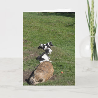 Pig and baby goats lying in the sun card