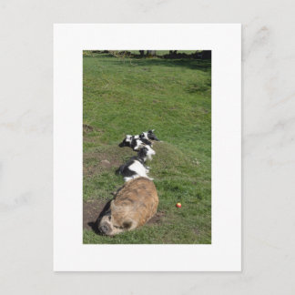 Pig and goat family enjoying the sun postcard