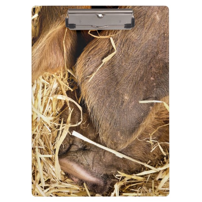 PIG CLIPBOARD (Front)