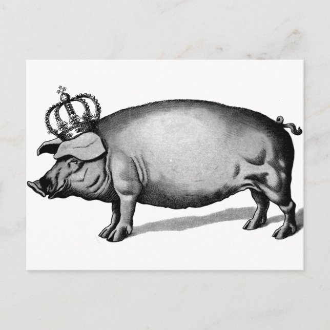 Pig Crown Royal Queen Big Piggy Postcard (Front)