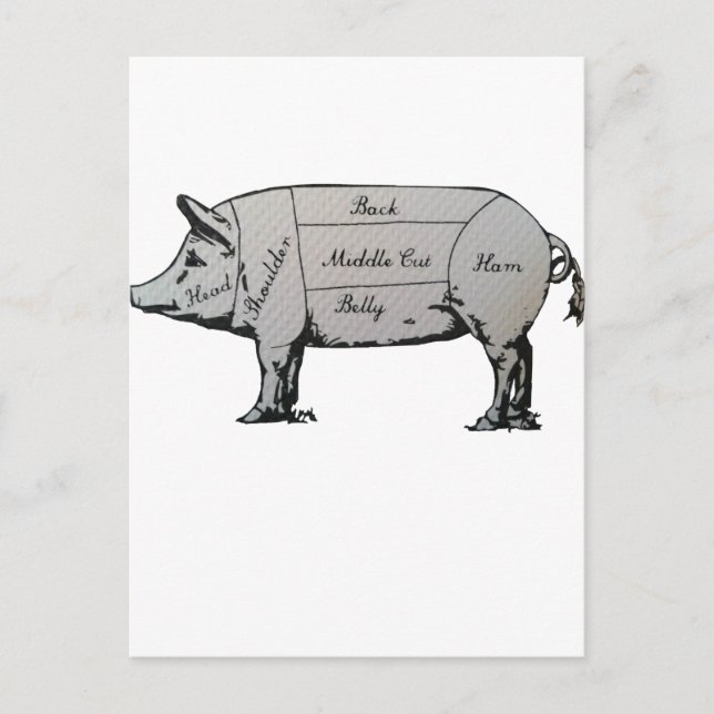 Pig Diagram Postcard (Front)