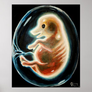 Pig embryo poster