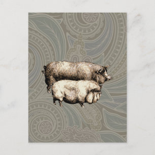 Pig Farm Country Antique Illustration Art Postcard