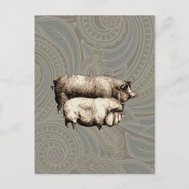 Pig Farm Country Antique Illustration Art Postcard (Front)