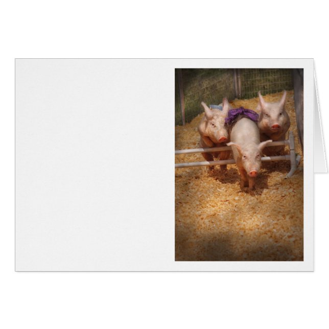 Pig - Getting past hurdles (Front Horizontal)