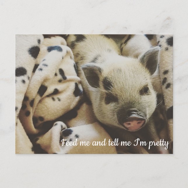Pig in a Blanket Postcard (Front)