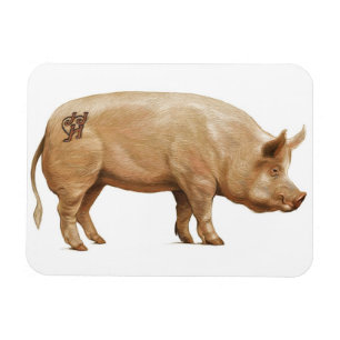 Pig magnet