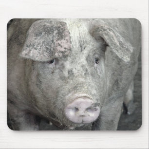 Pig Mouse Pad