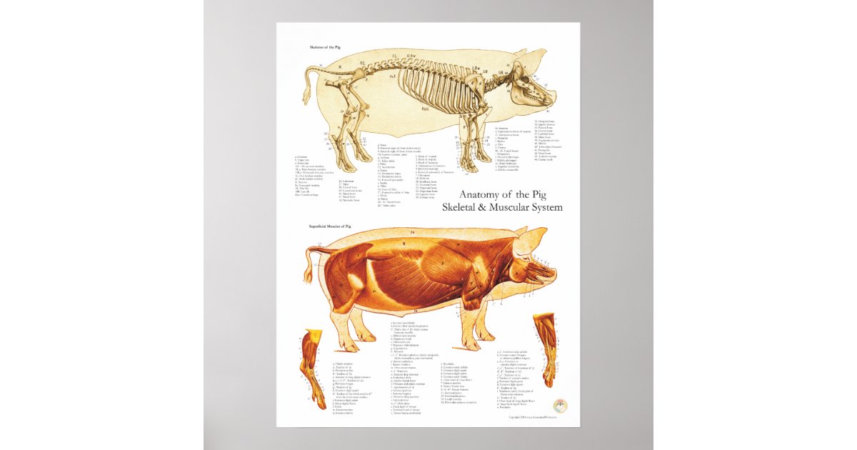 Pig Muscle & Skeletal Anatomy Poster Chart | Zazzle.co.nz