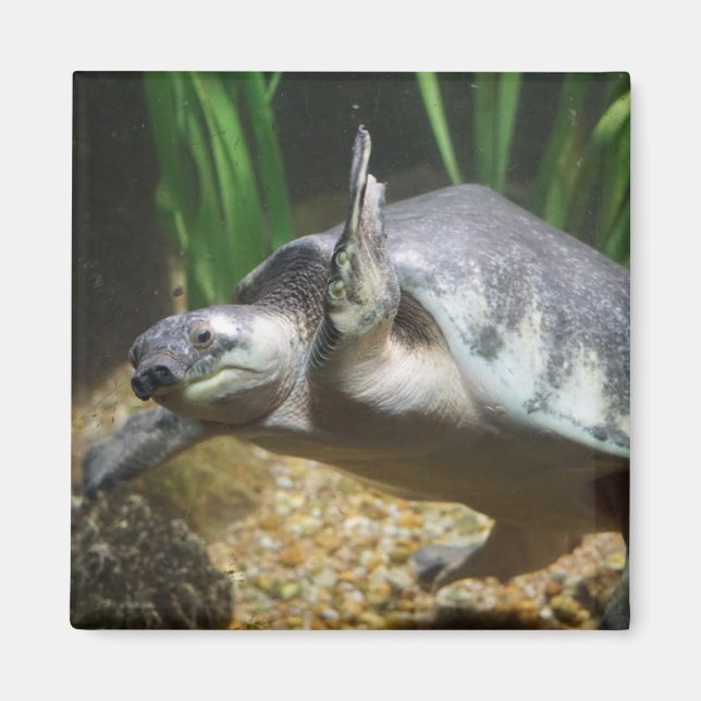 Pig nosed turtle magnet (Front)