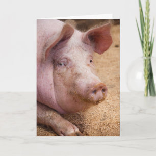 PIG PHOTOGRAPHY BLANK CARD
