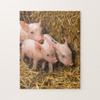 Pig Piglet Hay Jigsaw Puzzle