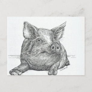 Pig Piglet Postcard
