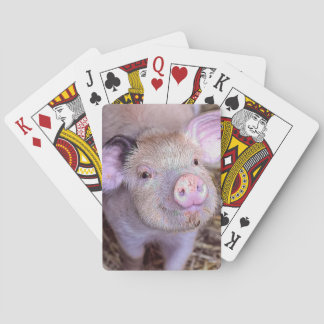 Pig Playing Cards
