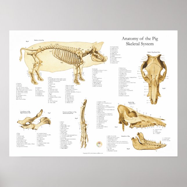 Pig Porcine Skeletal Anatomy Poster Chart (Front)