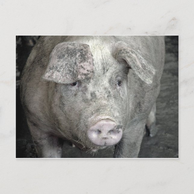 Pig Postcard (Front)