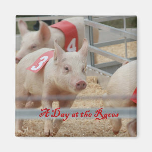 Pig racing, Pig race photograph, pink pig Magnet