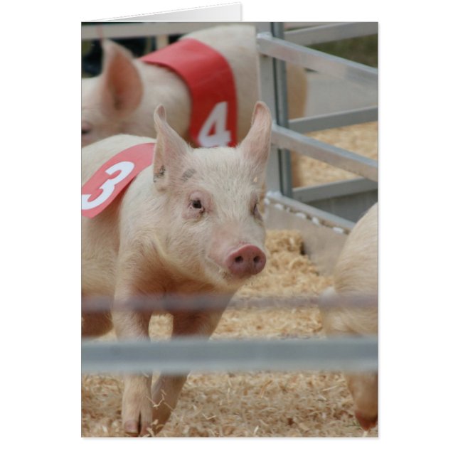 Pig racing pink piglet number three (Front)
