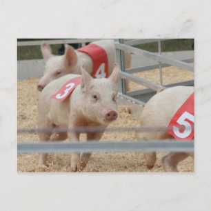 Pig racing pink piglet number three postcard