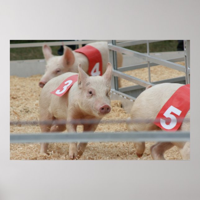 Pig racing pink piglet number three poster (Front)